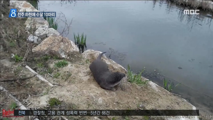 전주 도심하천에 수달