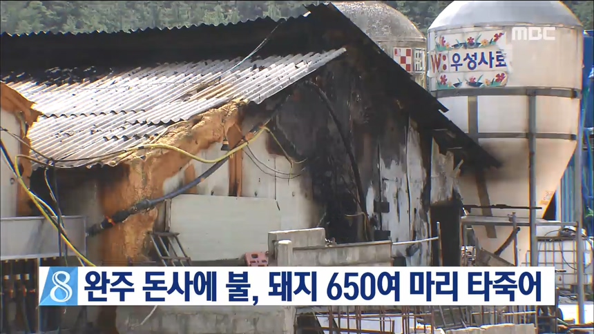 완주 돈사 화재, 돼지 650여 마리 죽어