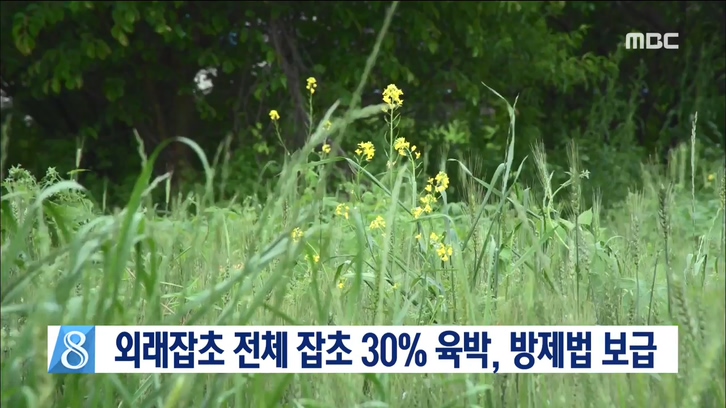 외래잡초 전체잡초 30% 육박