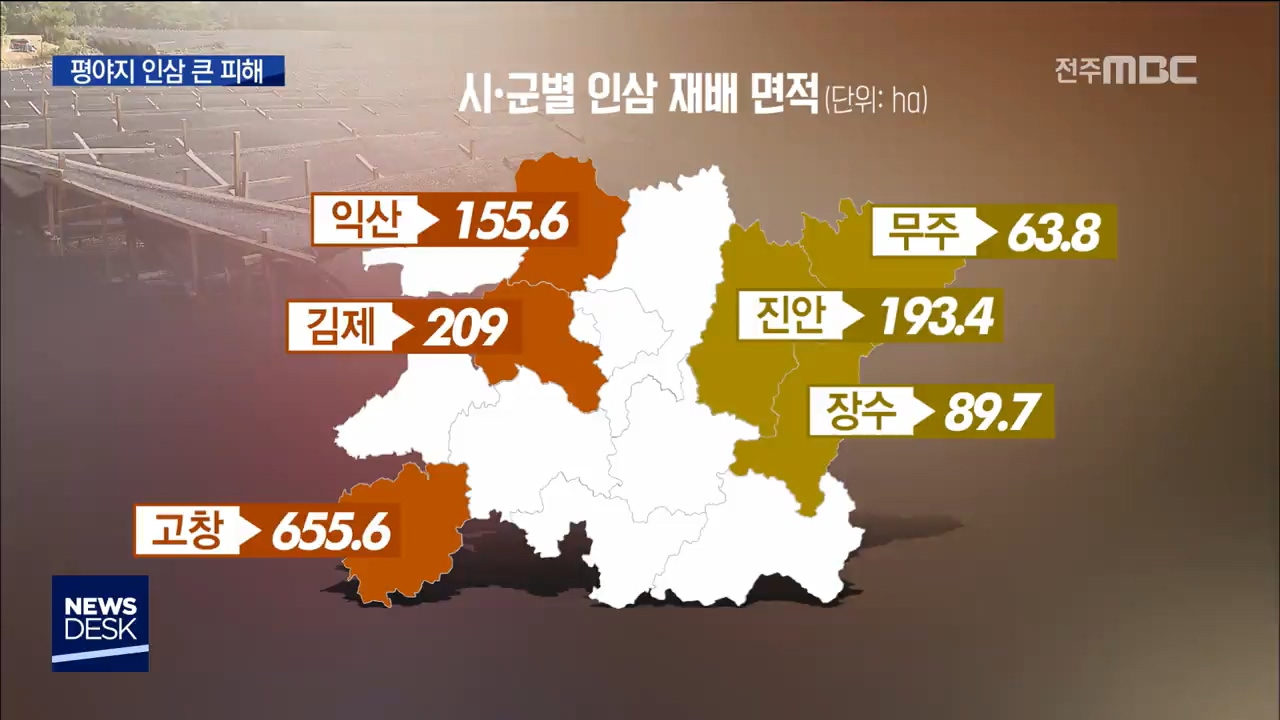 폭염 인삼 피해, 평지라서 더 심각