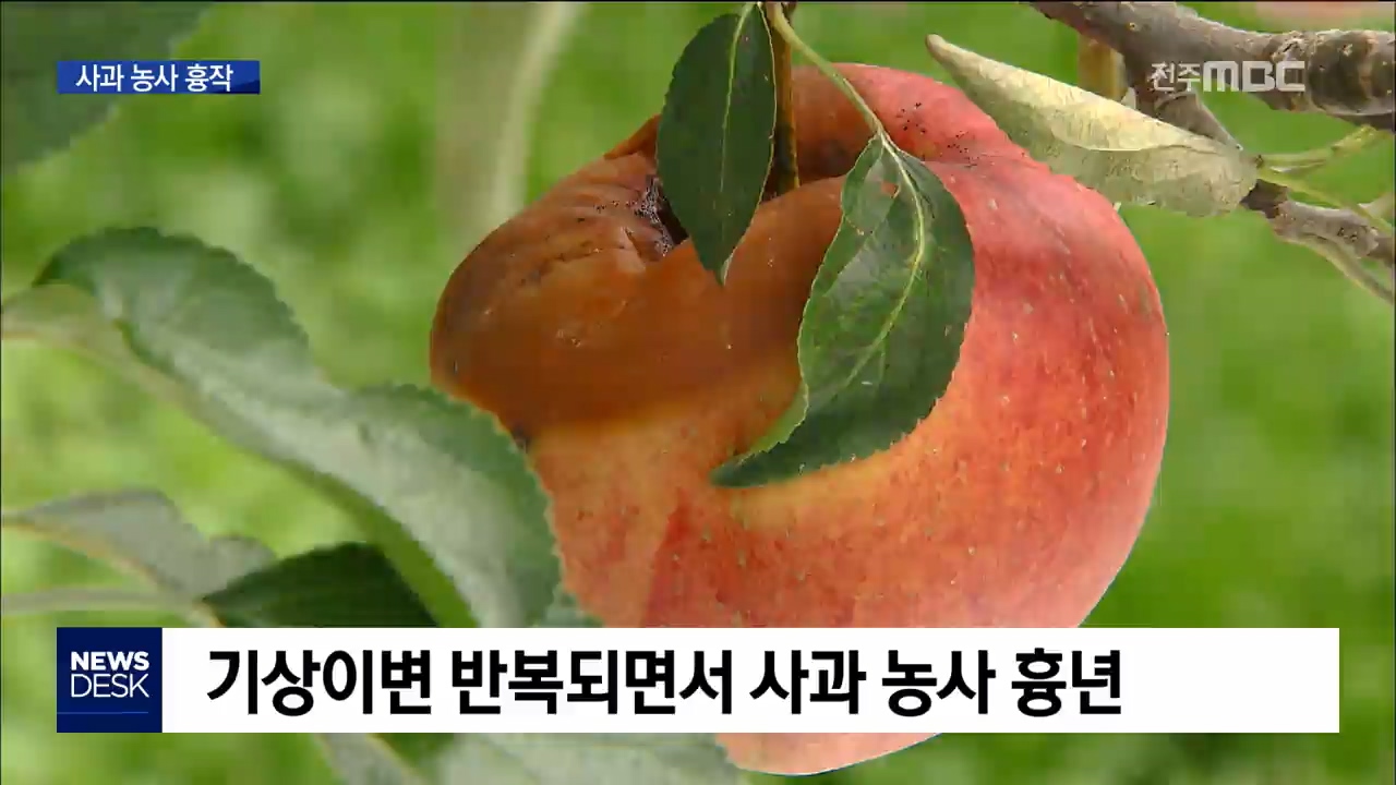 기상이변에 사과 농사 직격탄