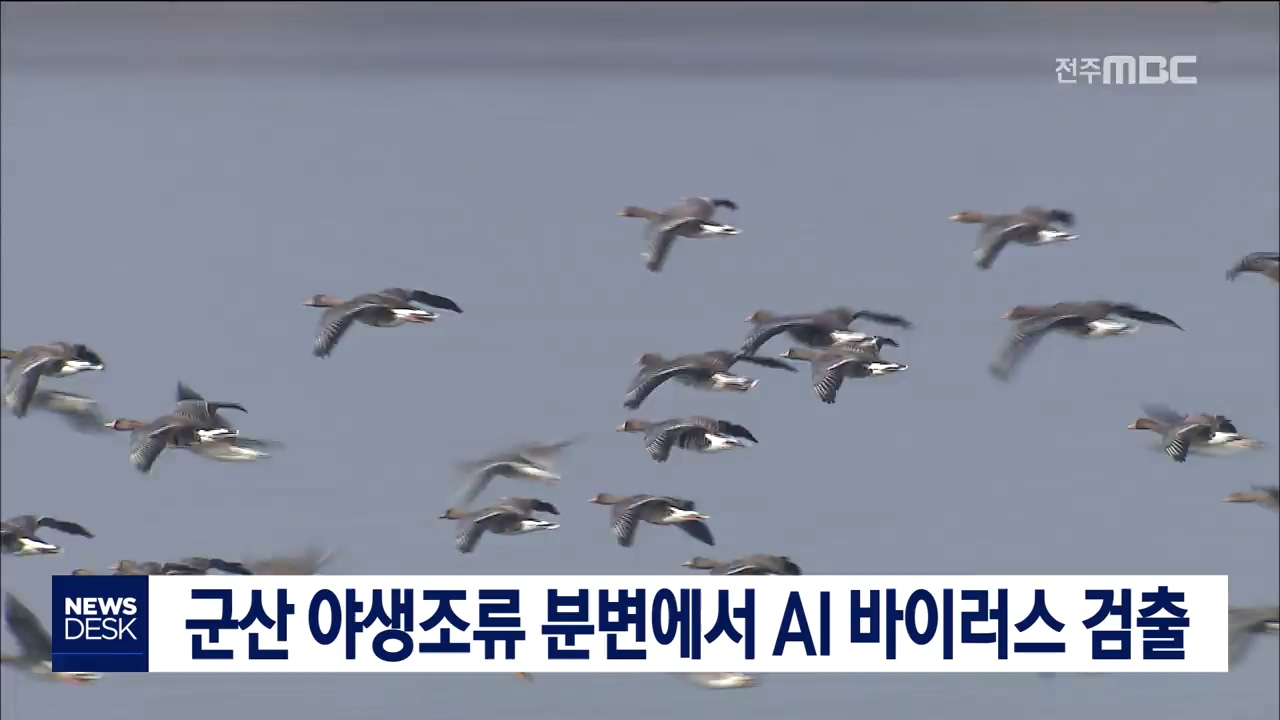 군산 아생조류 분변 AI 바이러스 검출