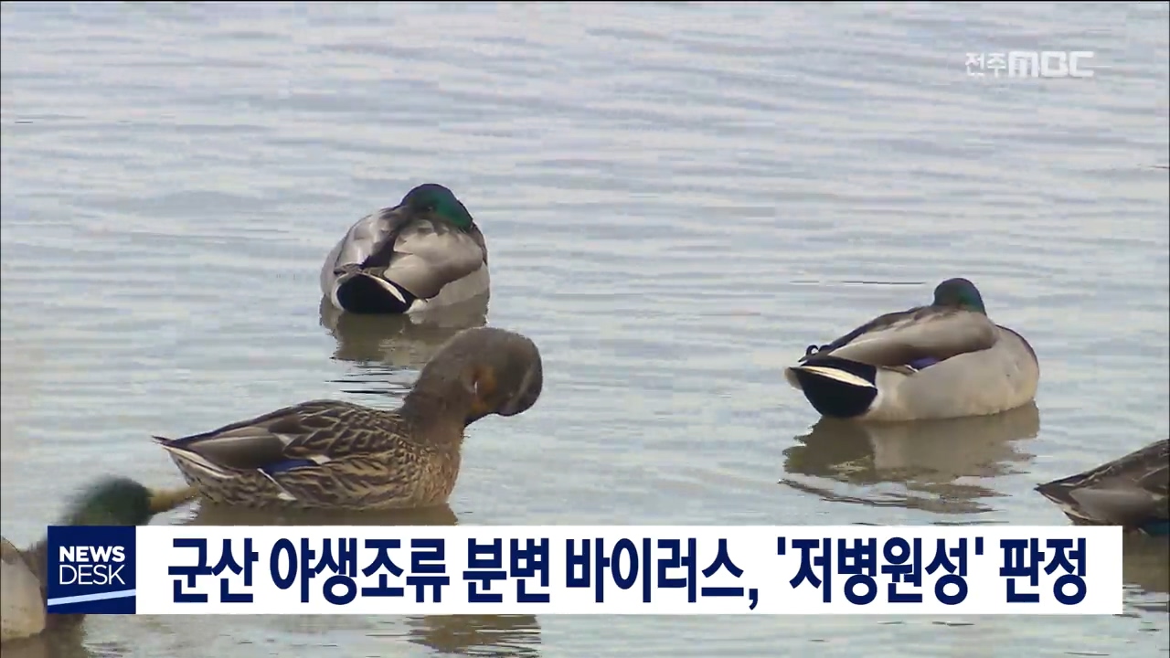 야생조류 분변 저병원성 판정