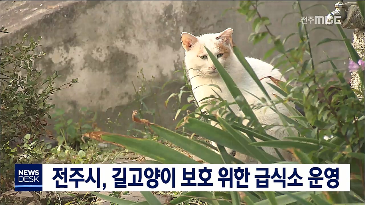 길고양이 보호 위한 급식소 운영