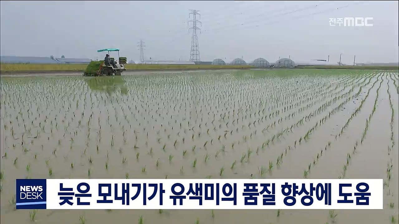 늦은 모내기가 유색미 품질 향상 도움