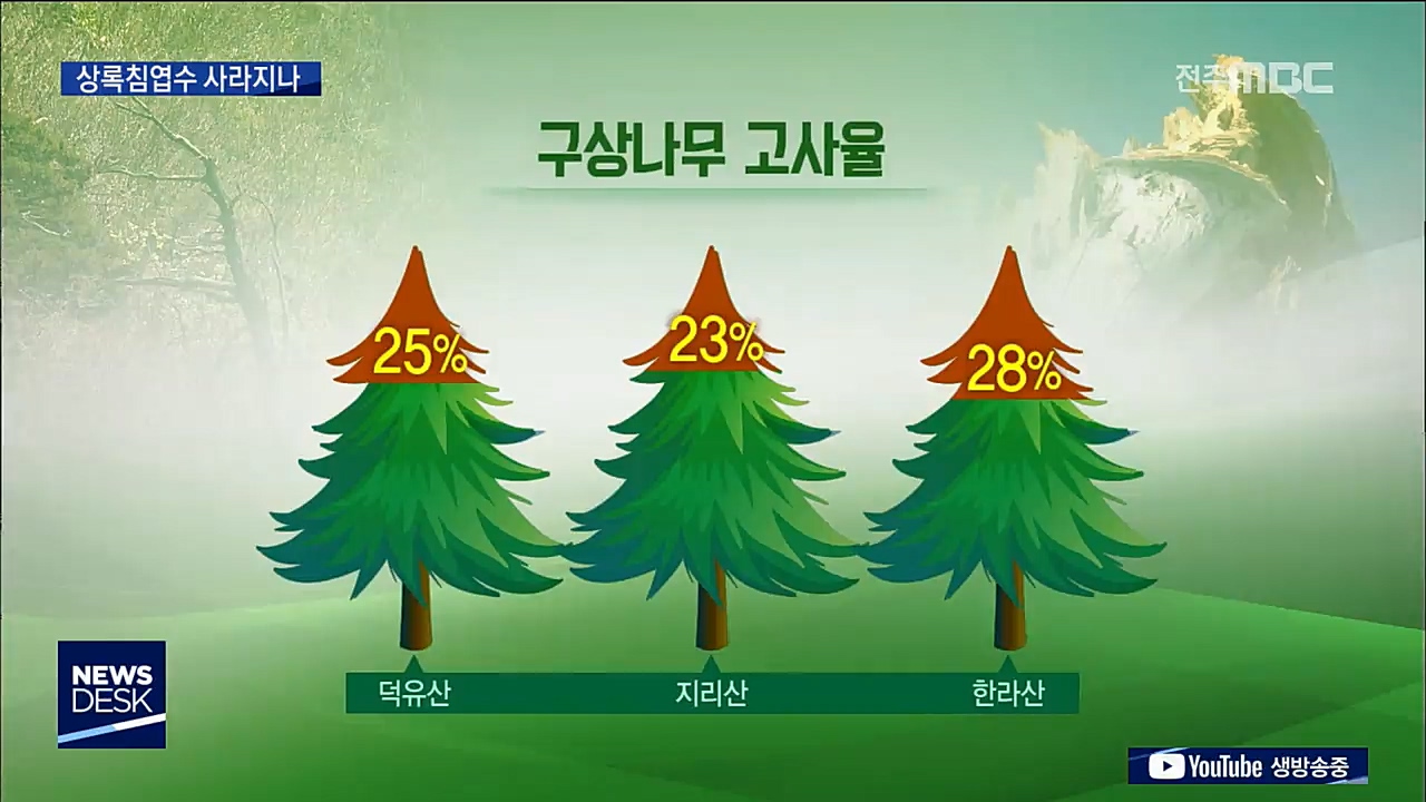 기후 변화로 고산지대 상록침엽수 고사