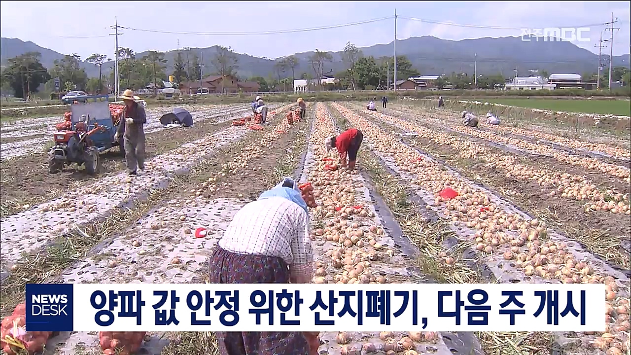 양파 가격안정 산지폐기 다음주 개시