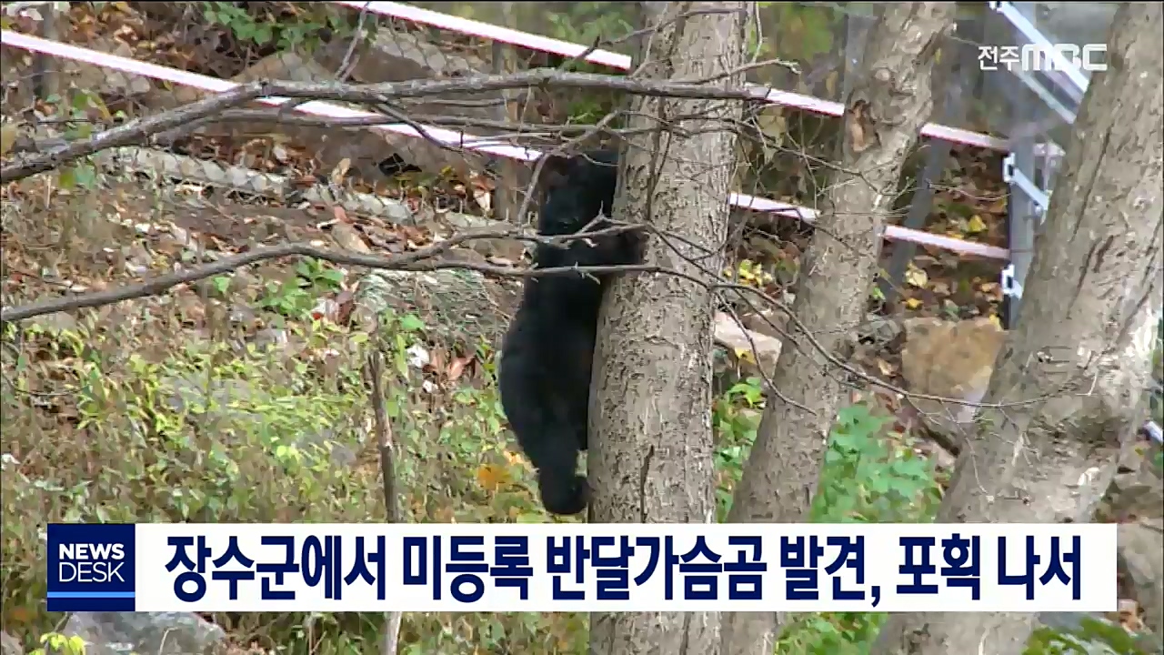 장수군에서 미등록 반달가슴곰 발견