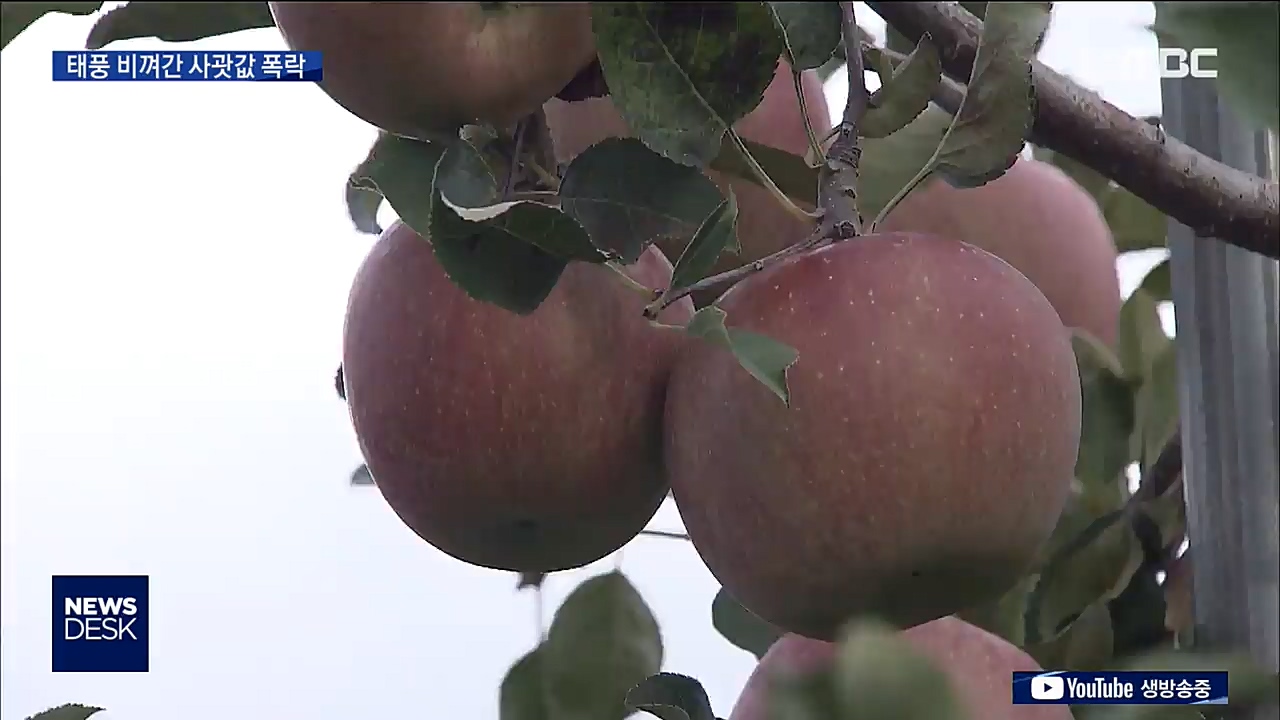 사과값 폭락에 한숨