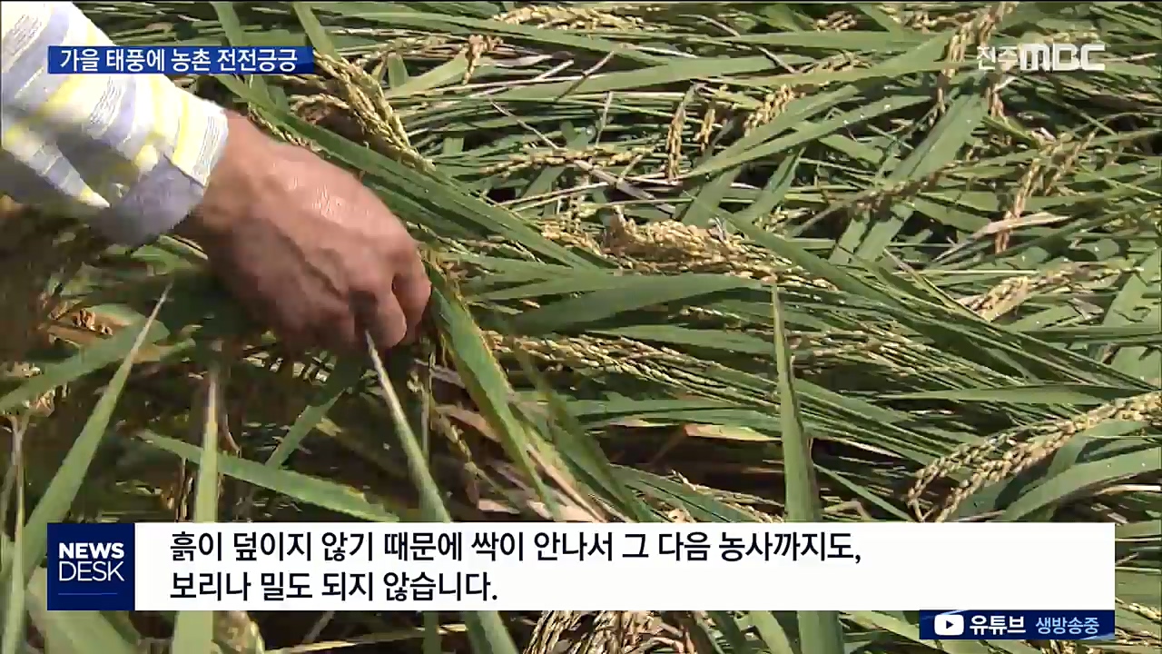 가을 태풍에 농촌 전전긍긍