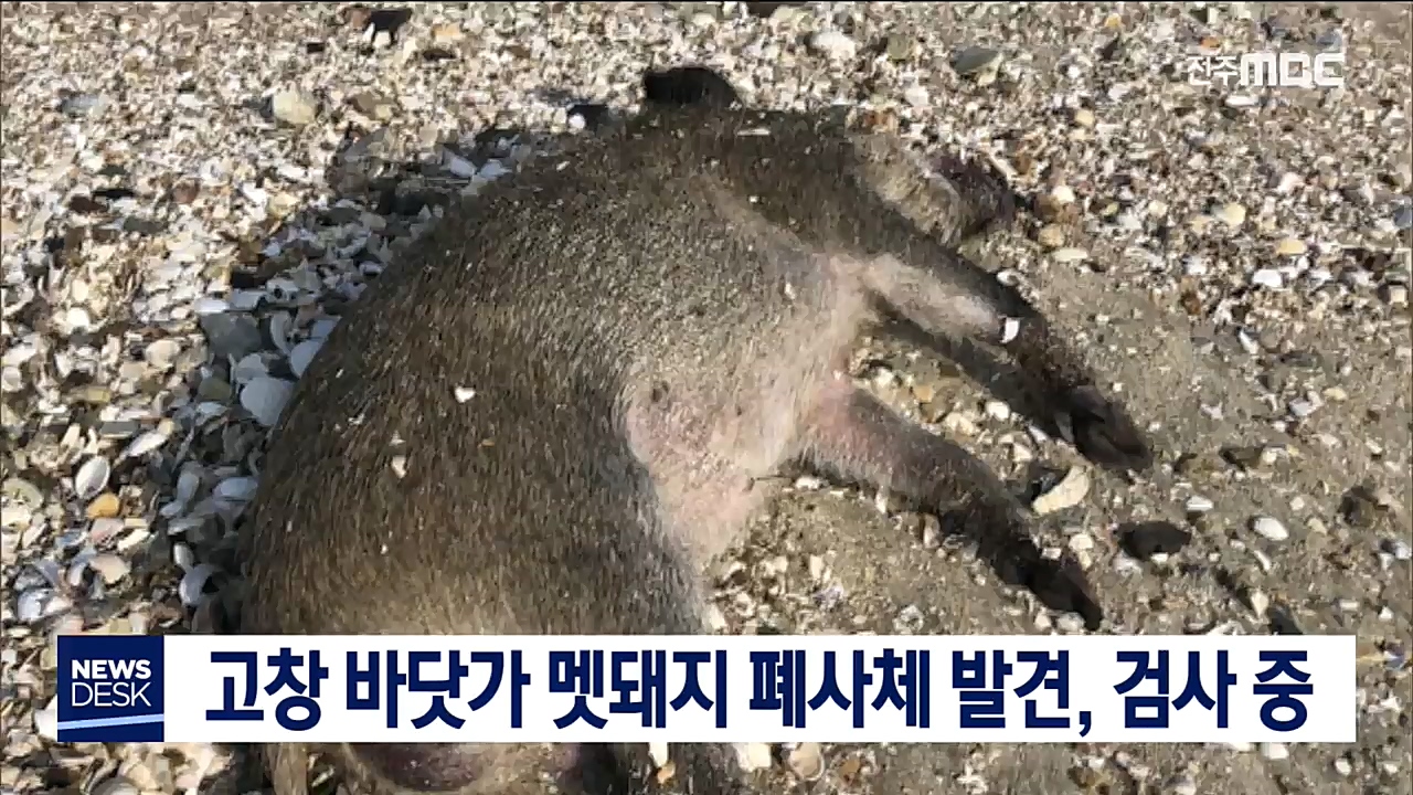 고창 바닷가 멧돼지 폐사체 발견, 검사 중