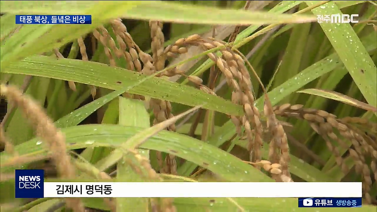 3번째 태풍, 들녘은 비상