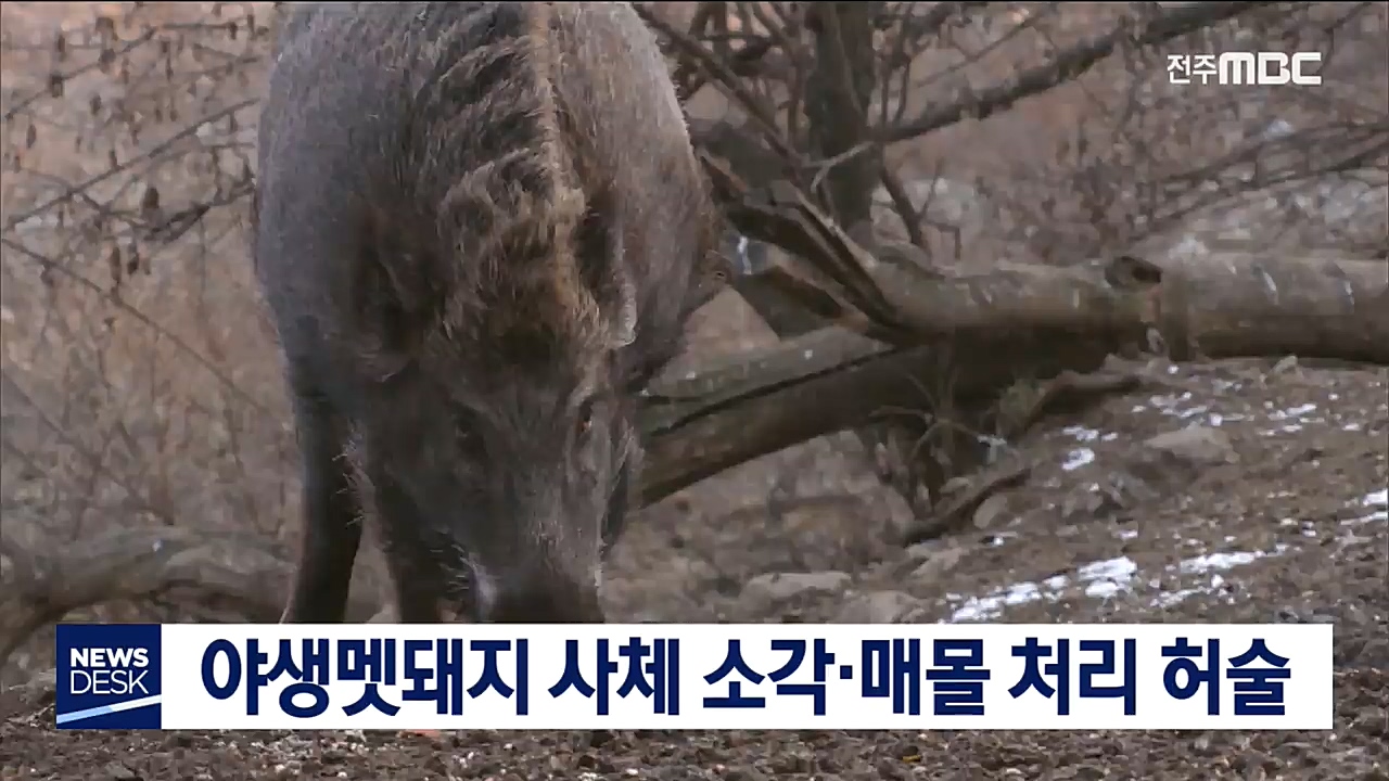 야생멧돼지 사체 처리 관리부실