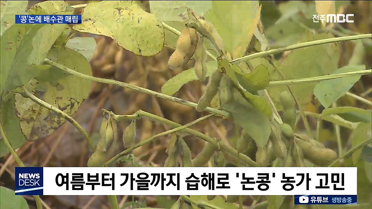 논바닥에 배수관, '논콩' 습해 예방