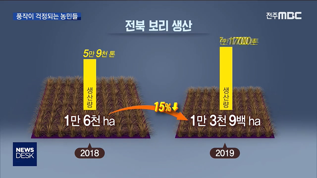 보리풍작이 걱정되는 농민들