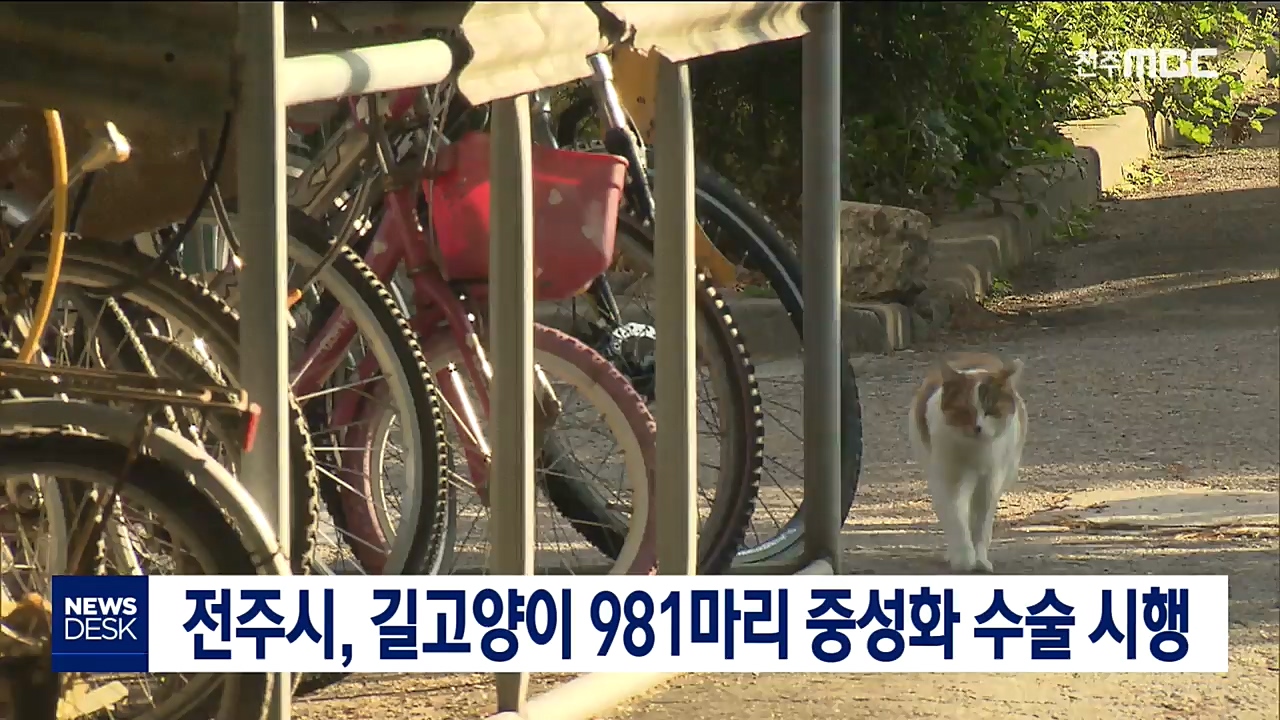 전주시, 길고양이 개체 수 조절