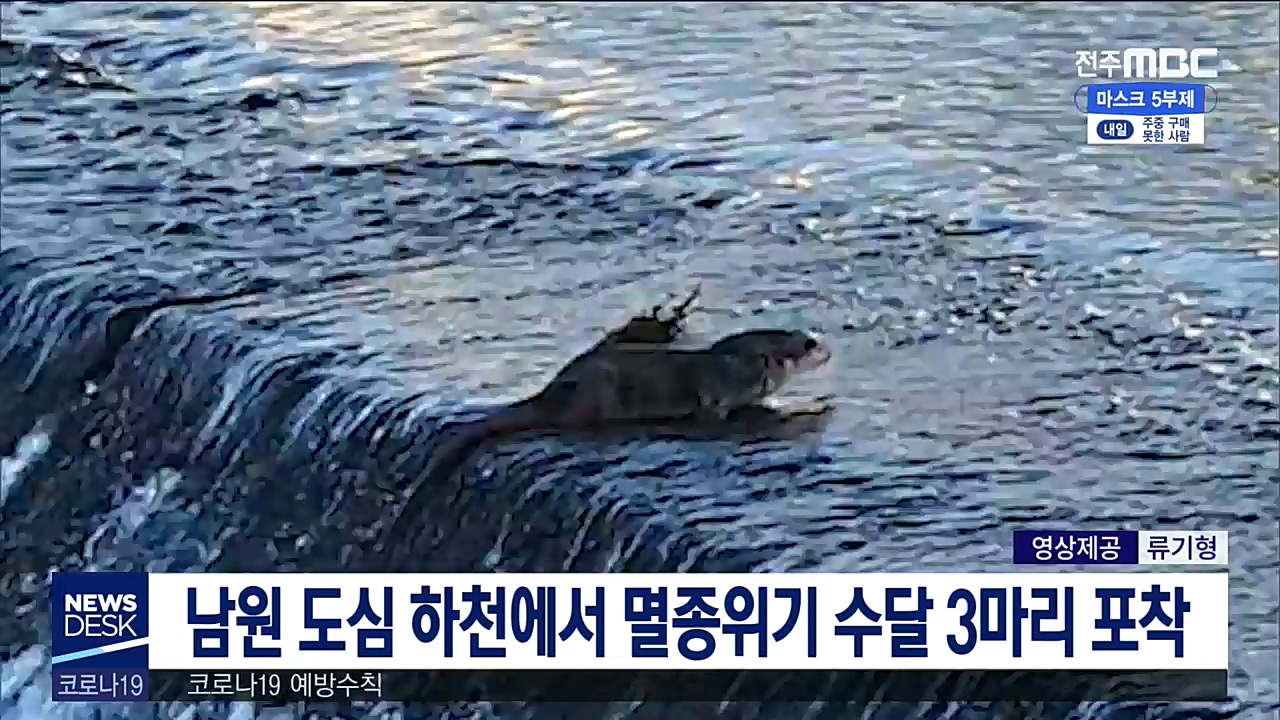 남원 도심 하천에서 멸종위기 수달 3마리 포착