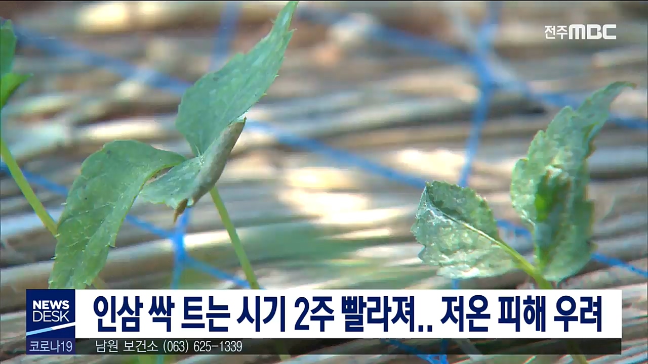 인삼 싹 트는 시기 2주 빨라져.. 저온 피해 우려