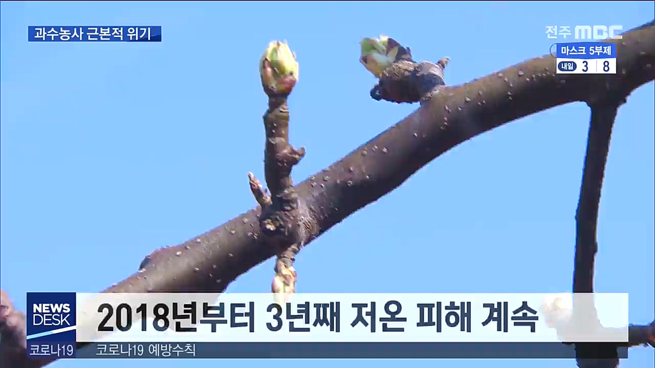 피해 반복.. 과수농사 근본적 위기