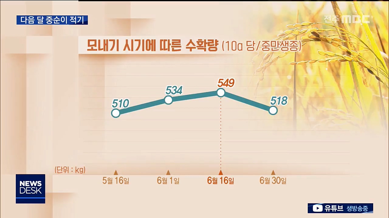 모내기 일찍하면 수확량 감소, 품질 저하