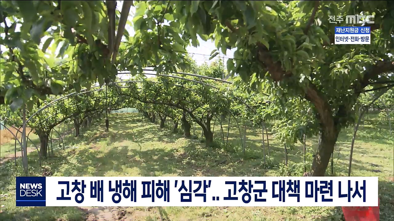 고창 배 냉해 피해 '심각'