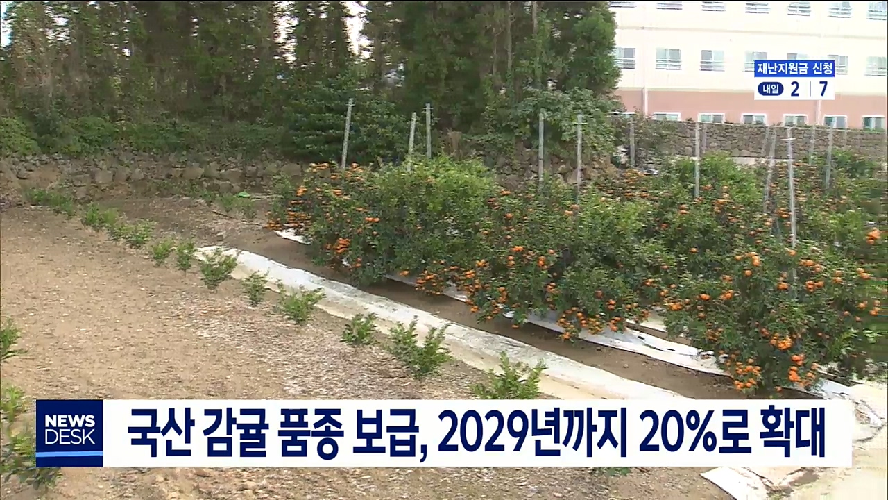 국산 감귤 품종, 2029년까지 20%로 확대