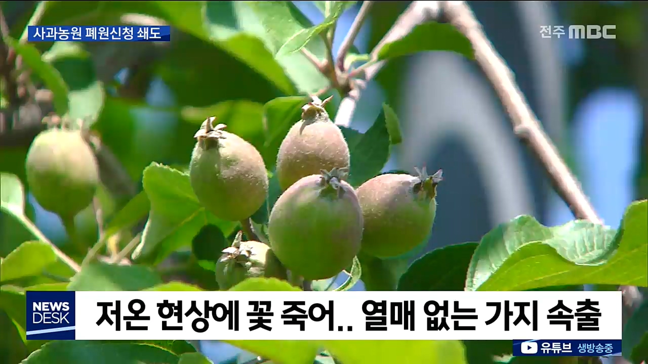 저온 피해로 열매도 안 맺혀..폐원 신청 쇄도