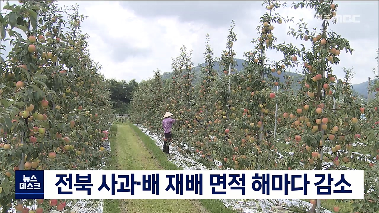 사과와 배 재배 면적 감소