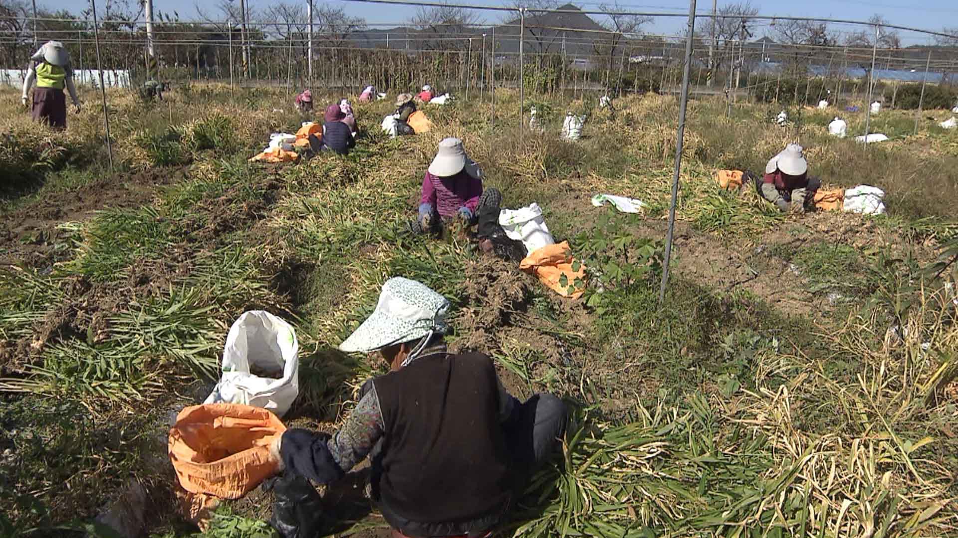 군산시, 농업인 안전보험 지원에 2억여 원 투입