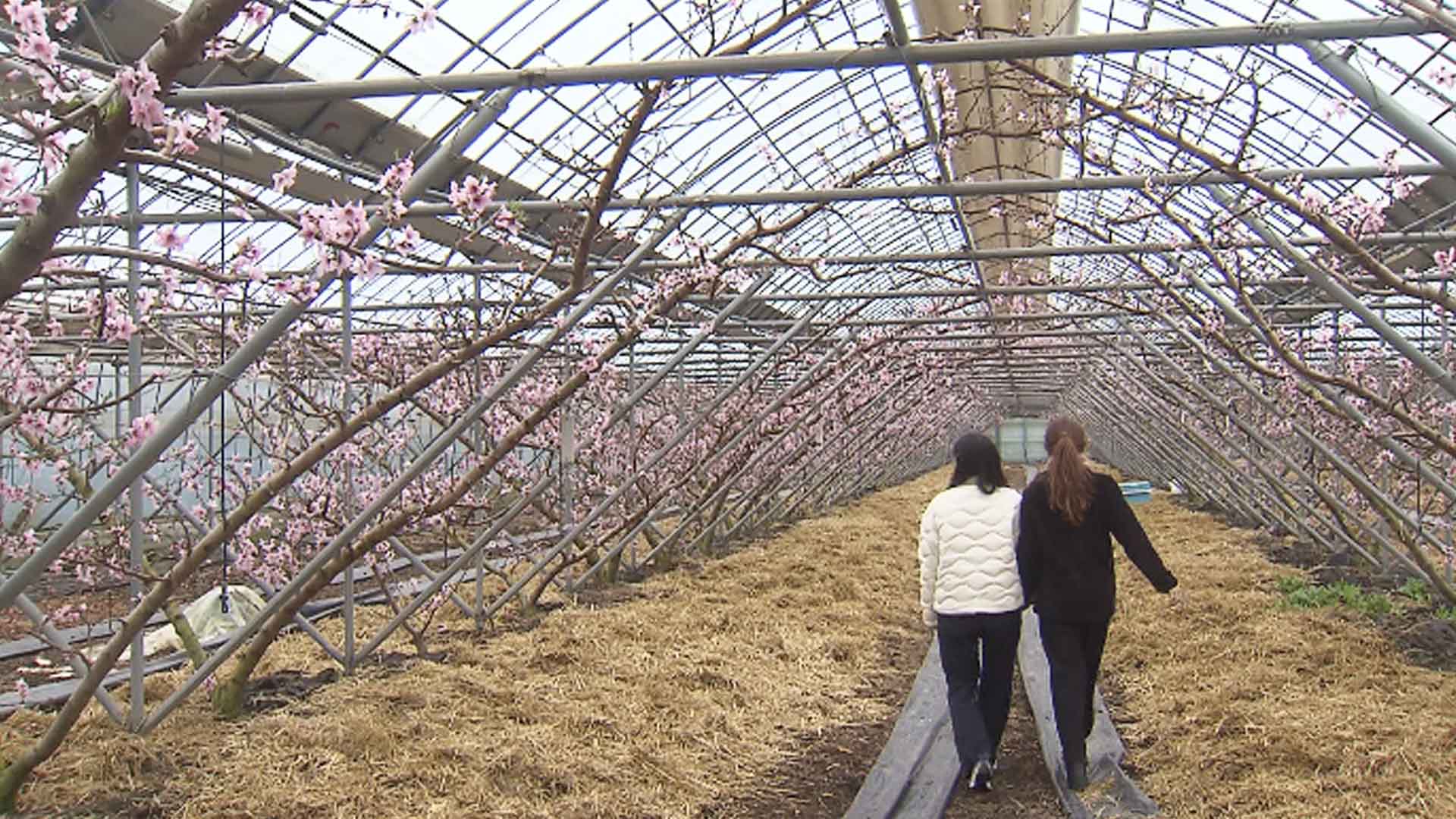 남원 하우스에 봄 알리는 복사꽃 '활짝'