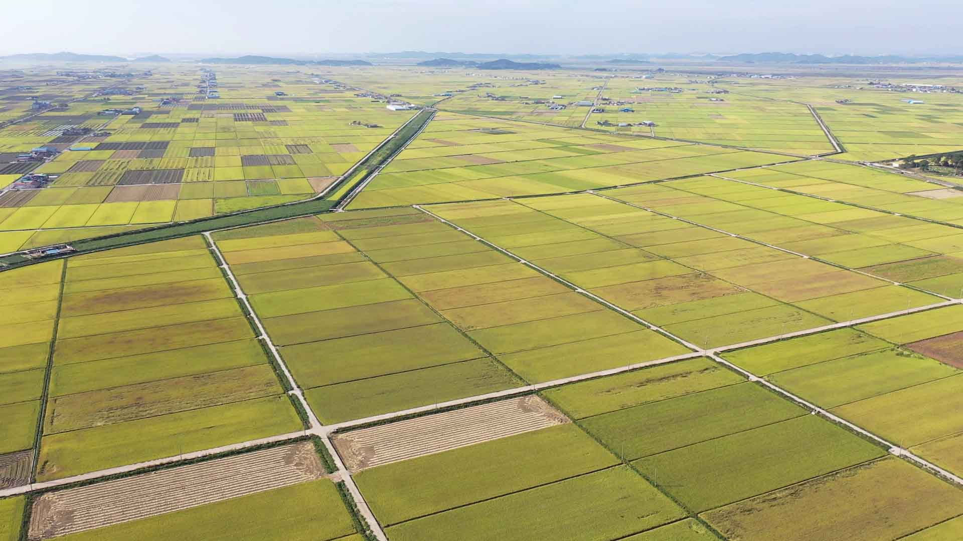 가루쌀 직불금 늘면서 재배도 늘어