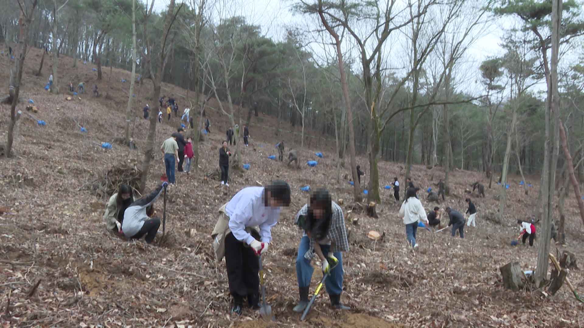 4백만 그루 대규모 나무심기 추진