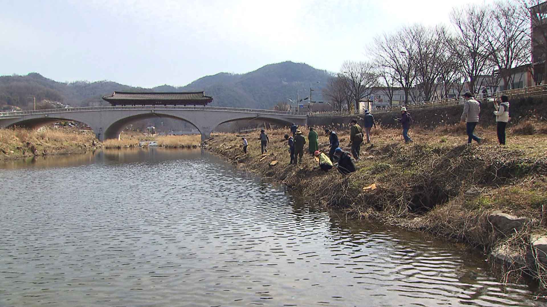 전주천 버드나무 '싹둑'..뿔난 시민단체 갯버들 심기 나섰다