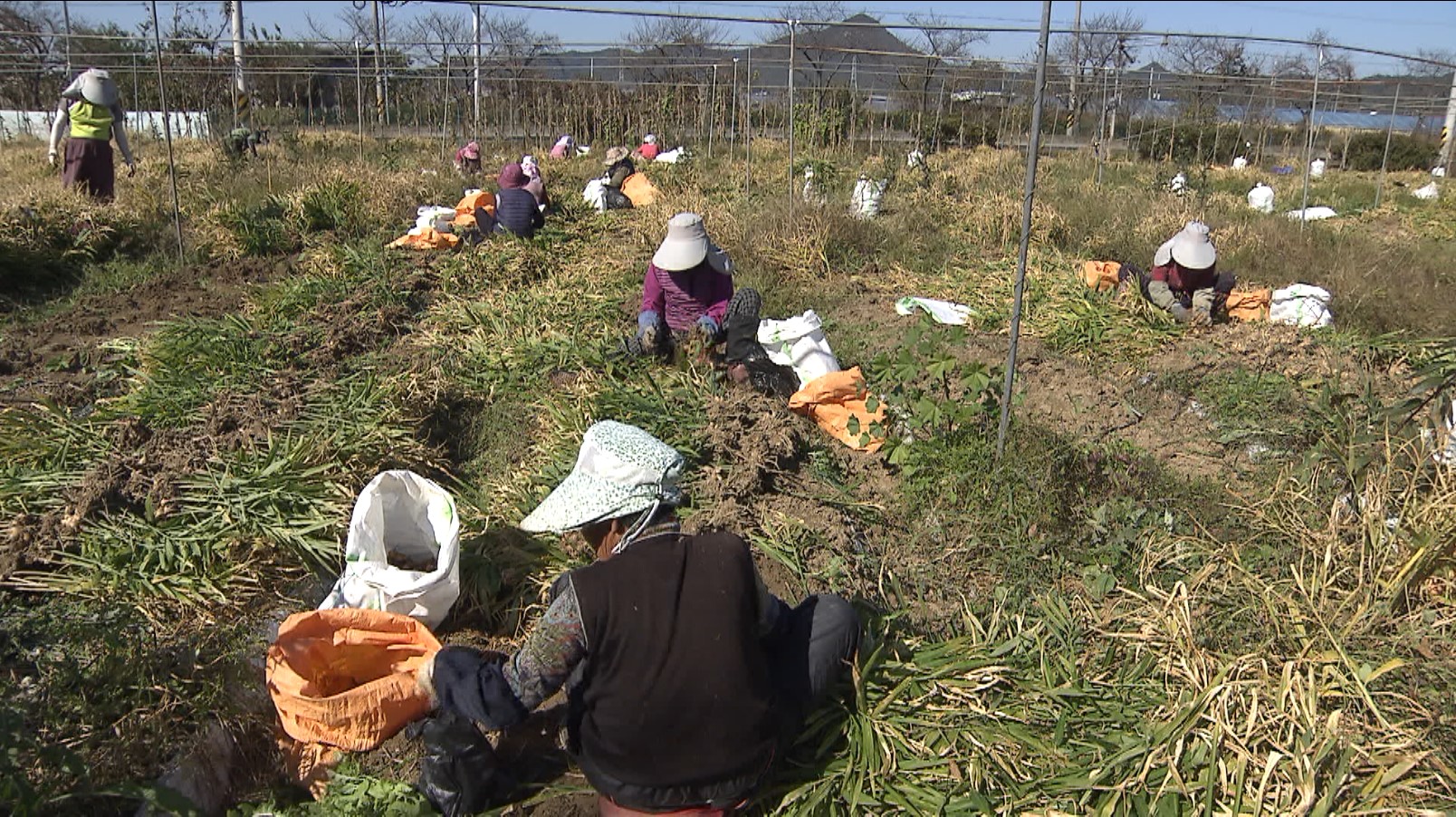 고령농 청년에게 농지 이양하면 ㏊에 6백만 원 직불