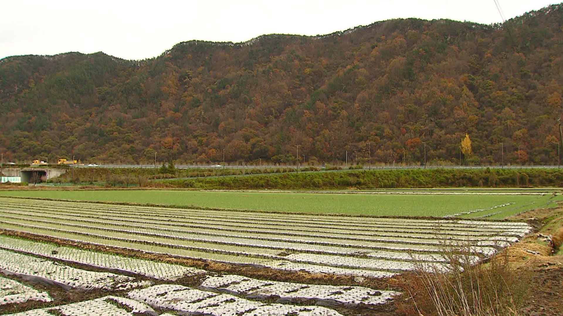 친환경 농업 육성 위해 우렁이 13톤 지원