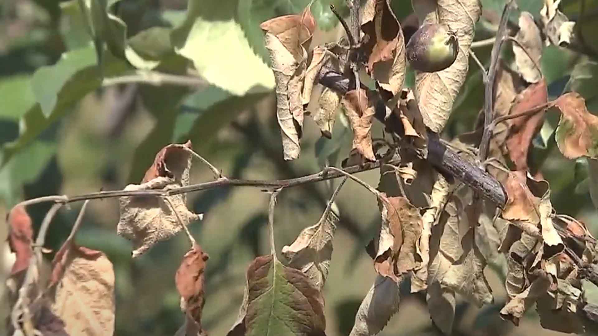 전북 무주 사과농가 3곳에서도 과수화상병 발생