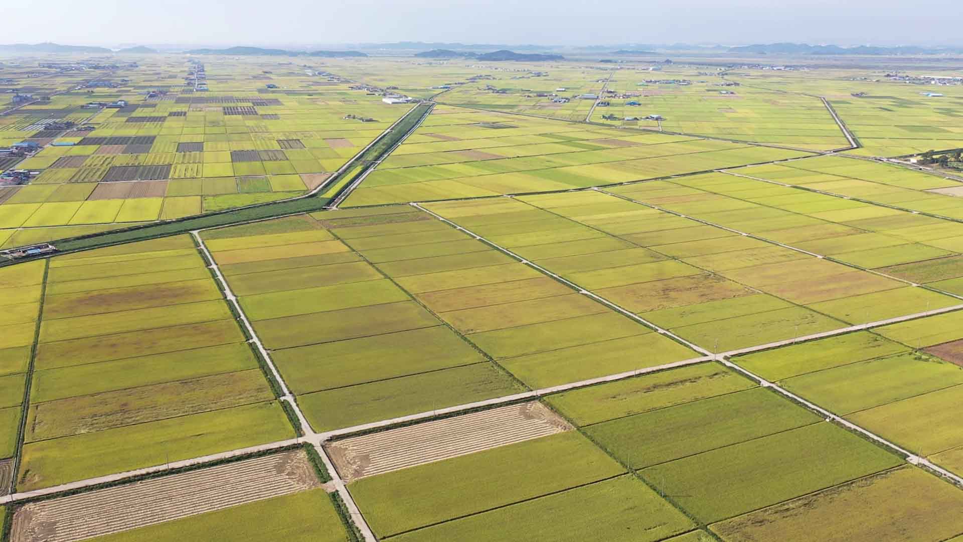 쌀값 하락세, 2022년 쌀값 파동과 유사.. 대책 촉구