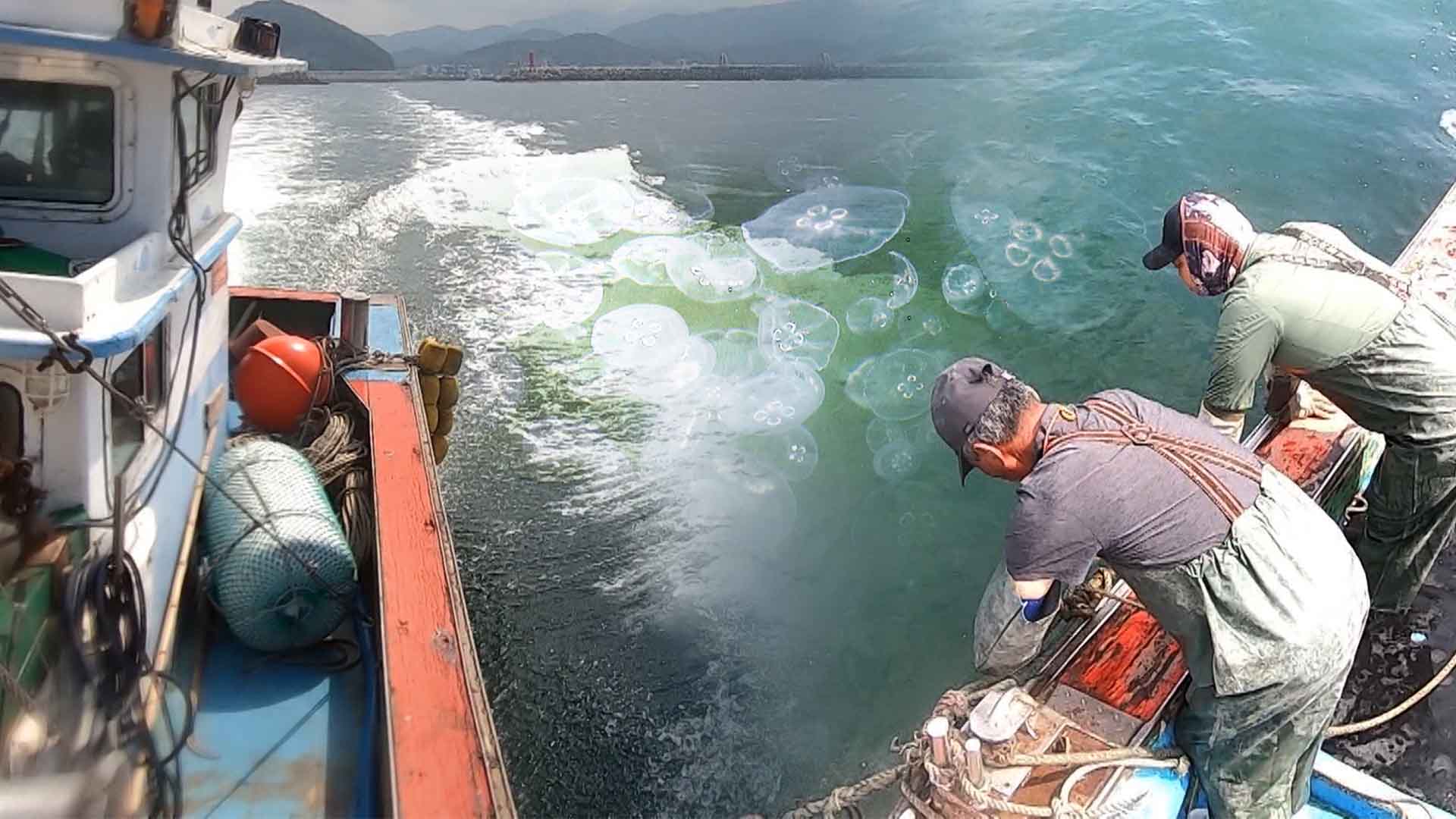 군산시, 보름달물해파리 구제 작업