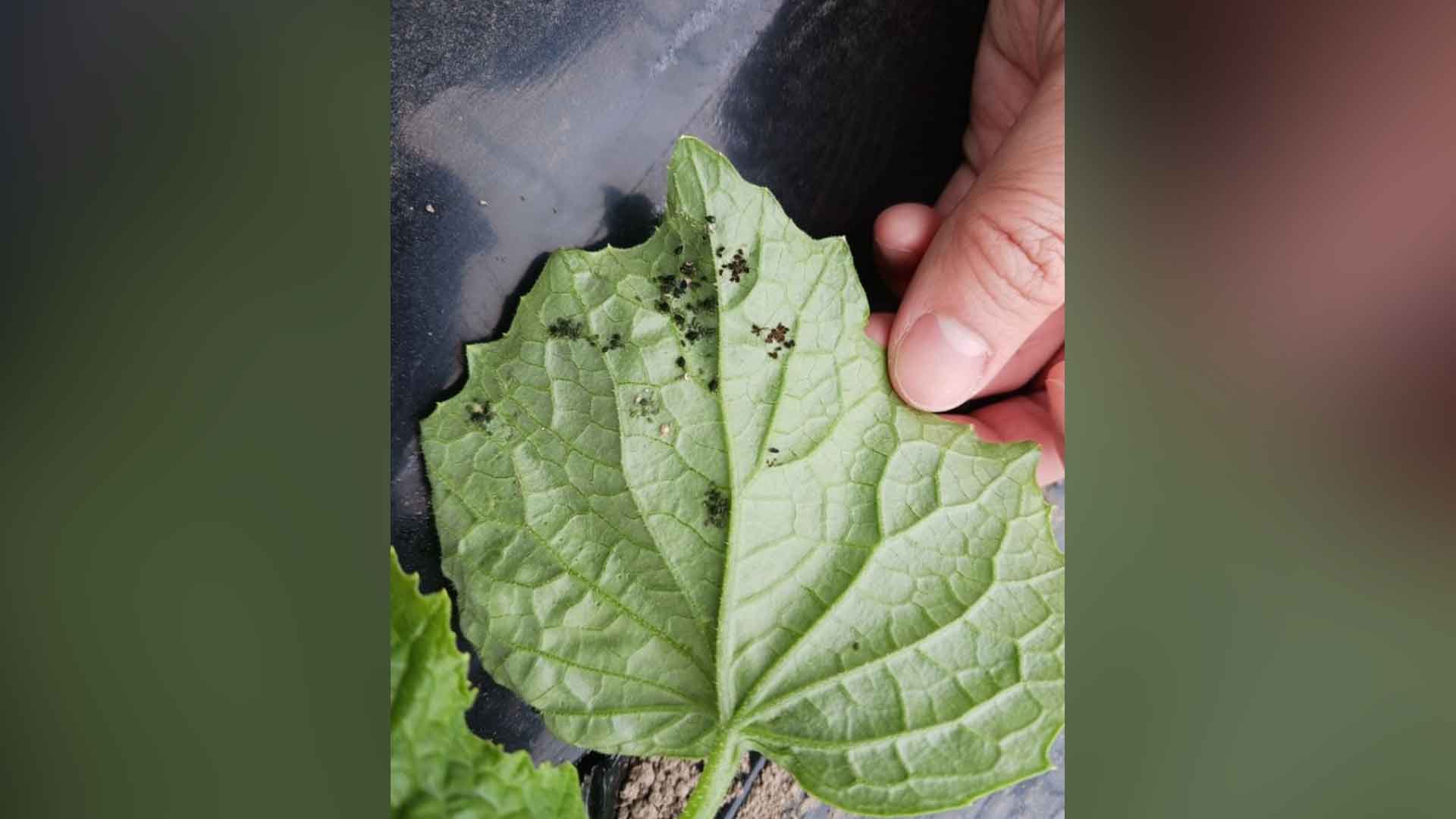 농진청, 진딧물 잡는 '천적 유지식물 기술' 확립