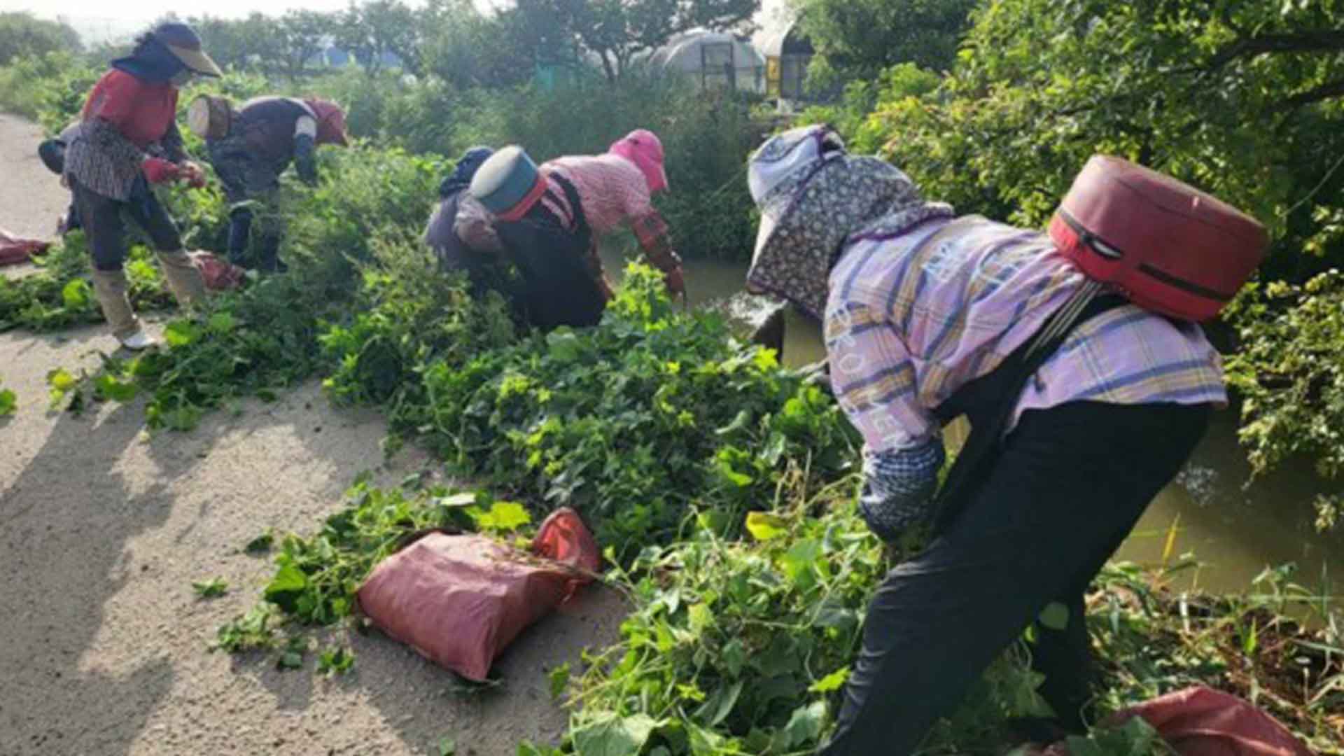 토종식물 성장 저해 '가시박', 오는 9월까지 제거