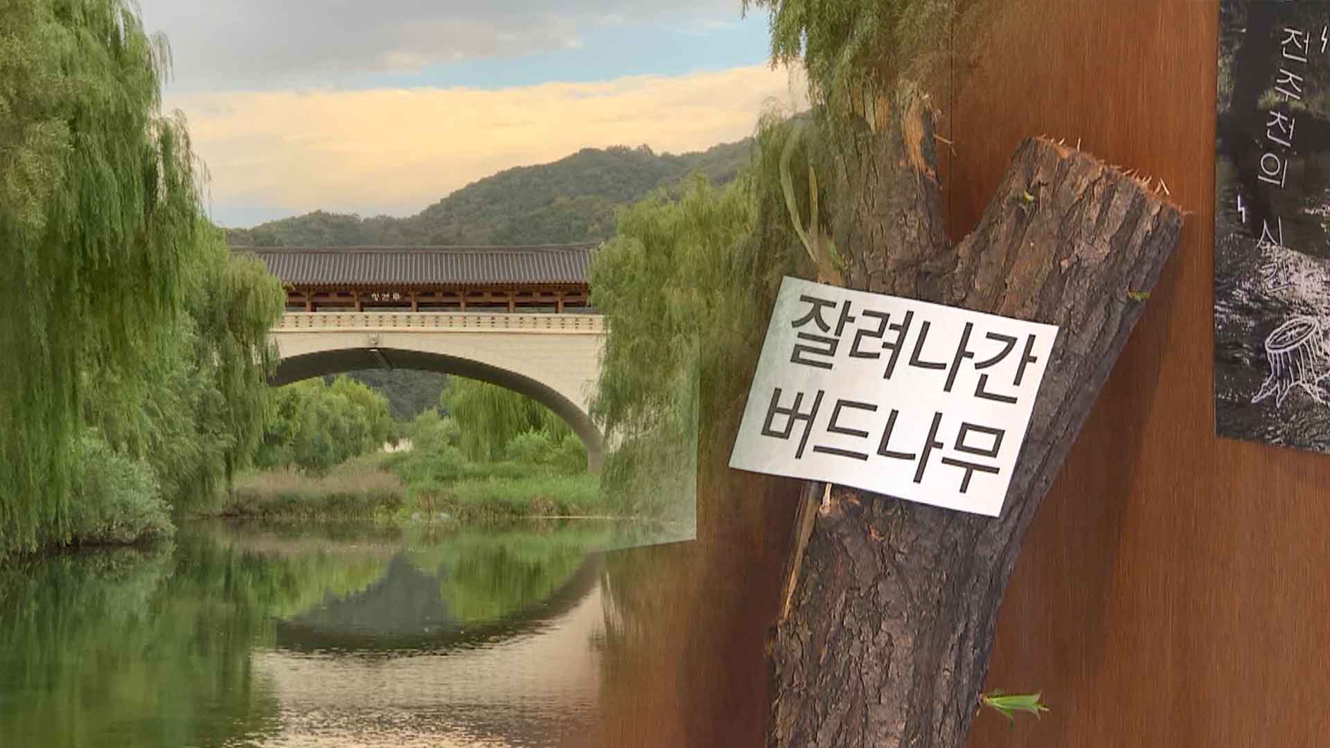 전북도, '버드나무 벌목' 관련 전주시 감사