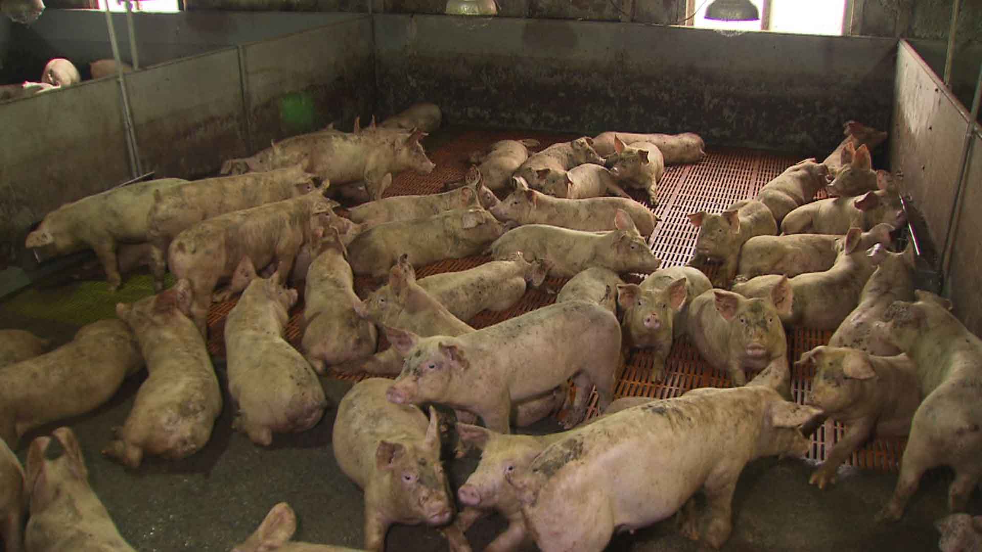 100만 가축 폐사..밀집 환경에 폭염으로 떼죽음