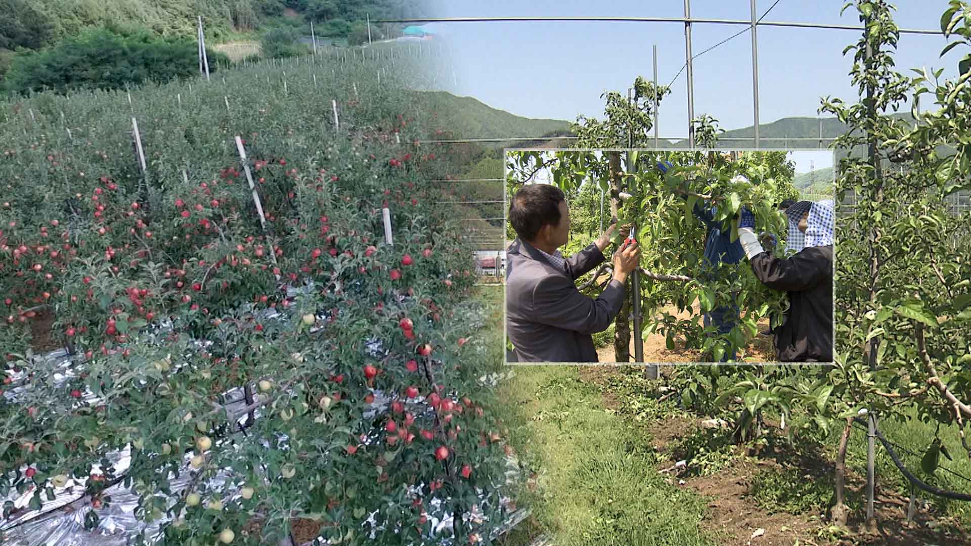 농식품부, 홍로 사과 첫 정부수매 검토