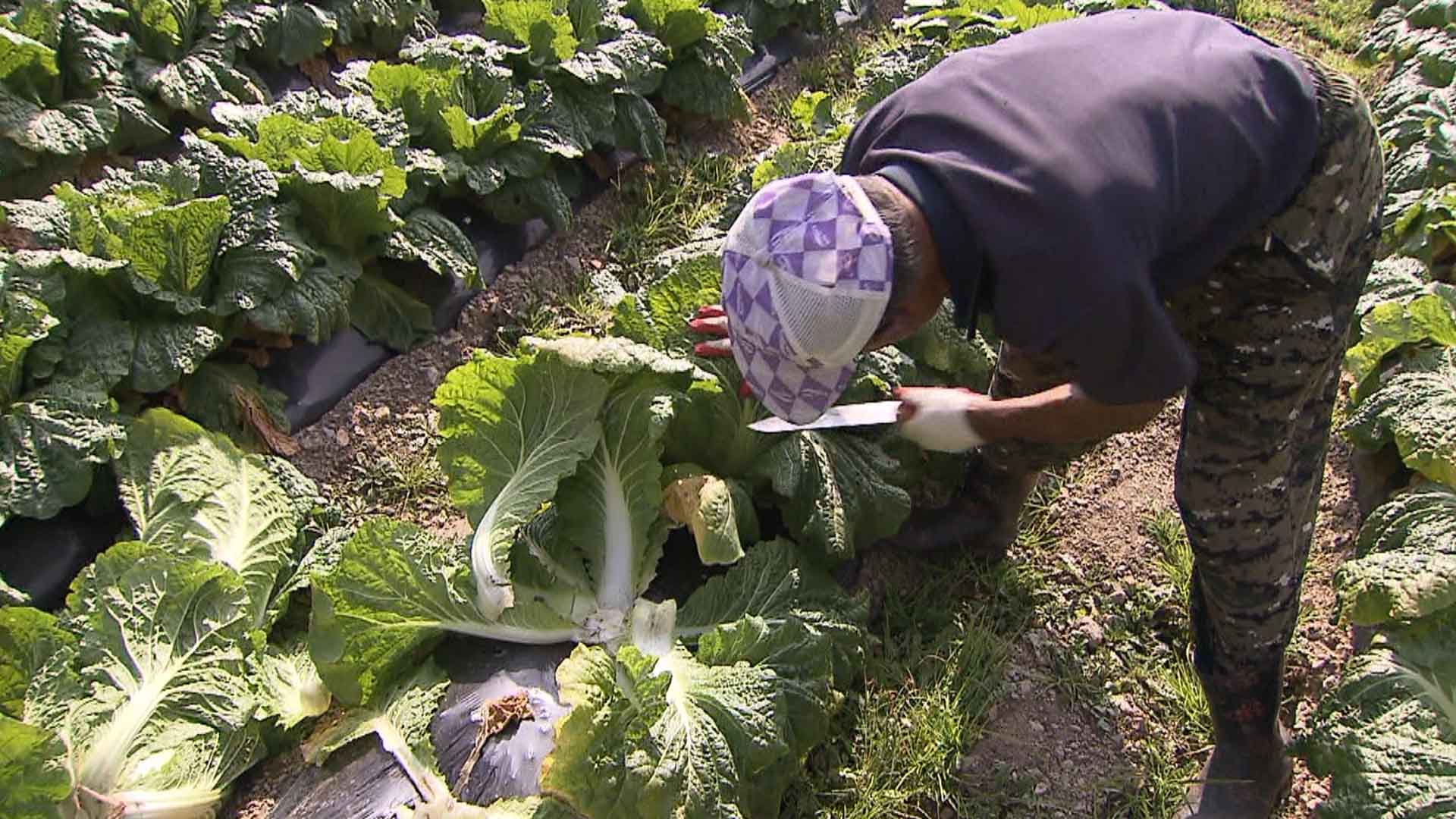 배춧값 폭염으로 '고공행진'..1포기 7천 원 넘었다