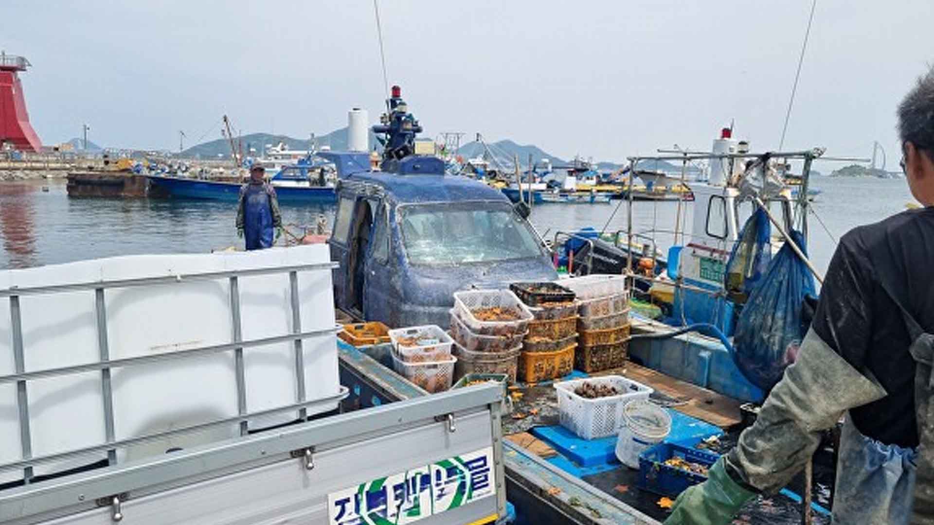 군산시, 불가사리 자원화 추진