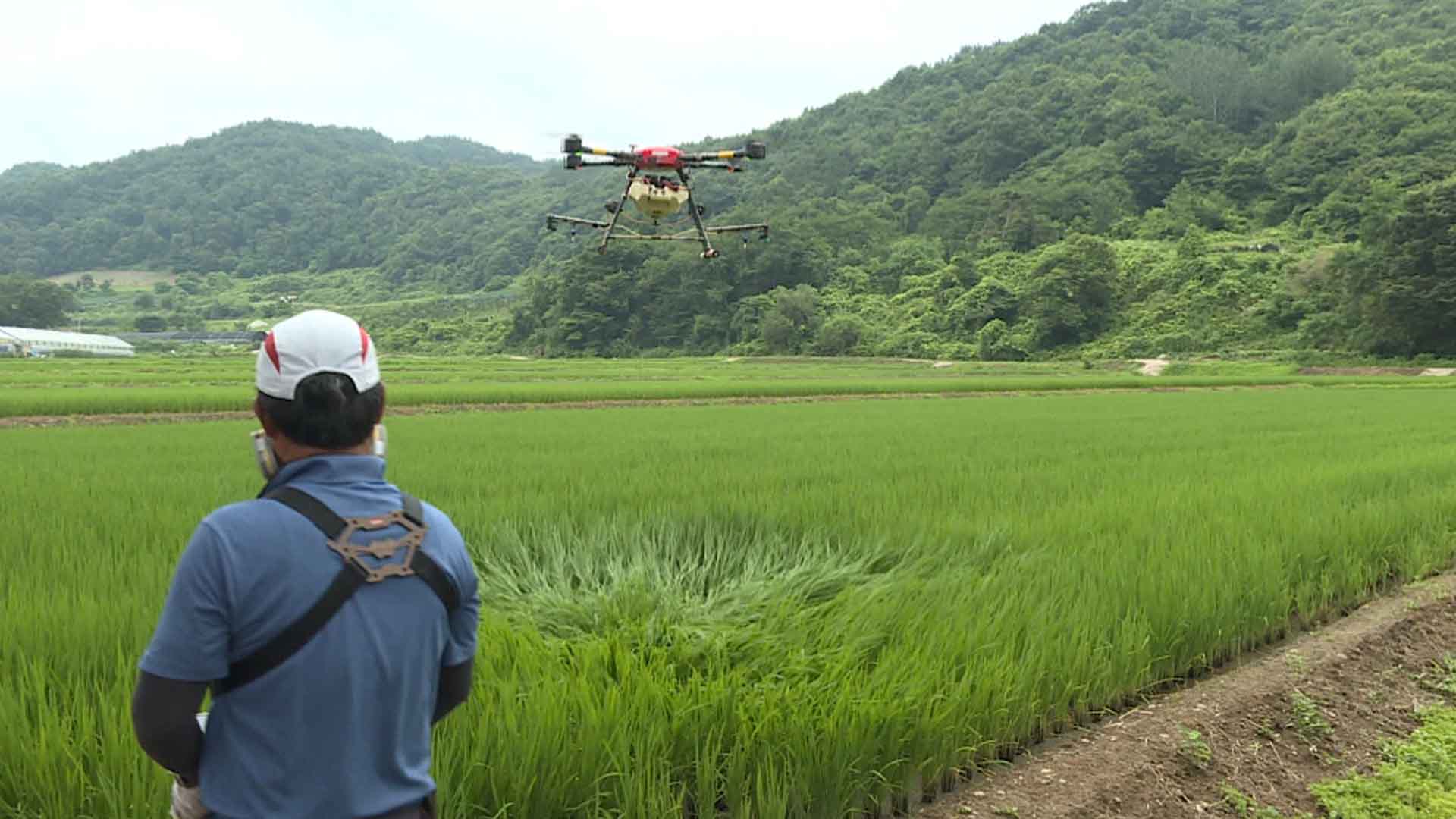 임실군, 2차 항공방제 실시…벼 2364㏊ 대상