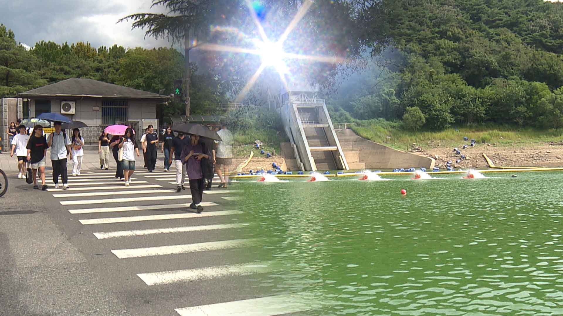 추석 앞두고 '폭염경보'.. 저수지에는 '녹조경보'