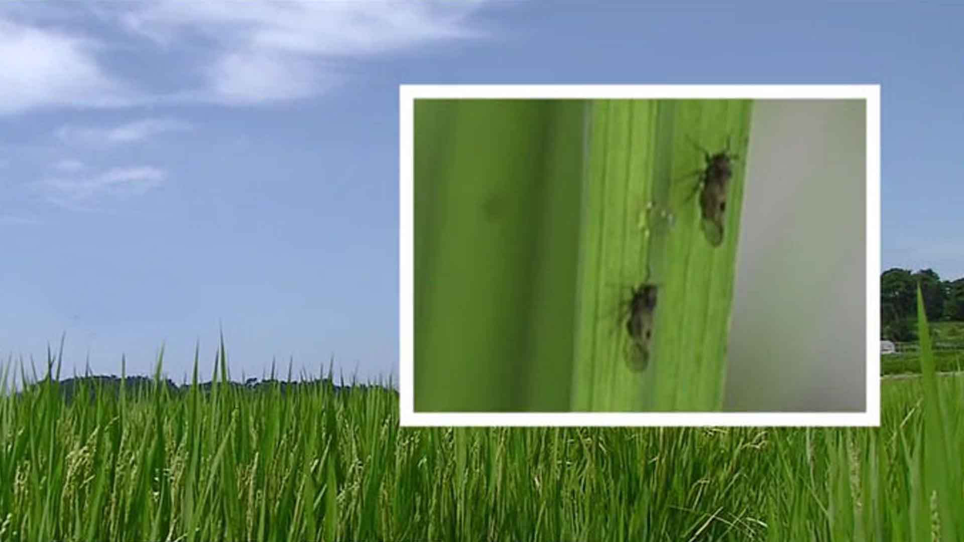 전북 6개 시·군 '벼멸구 확산'.. 