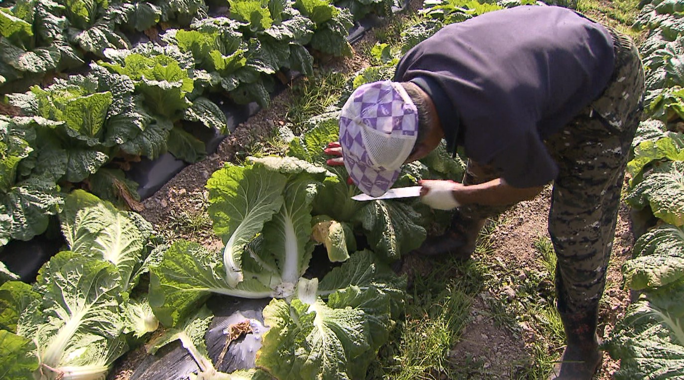 배춧값 고공행진 여전.. 지난해보다 27% 비싸