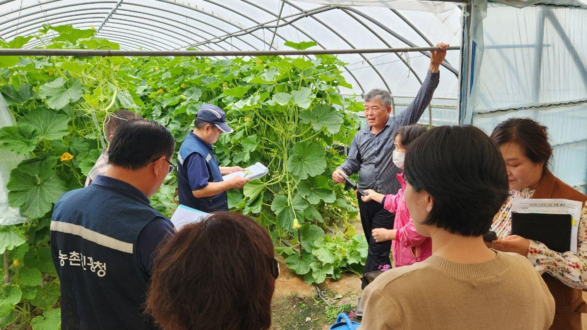 '고창 단호박 폭염 피해' 농업재해로 인정